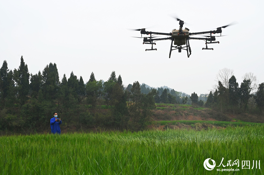 农机手操作植保无人机对小麦喷施农药，防治病虫害。兰自涛摄