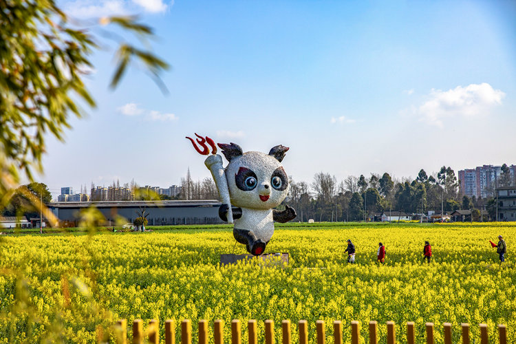 市民游客在菜花地里赏花。崇州市委宣传部供图