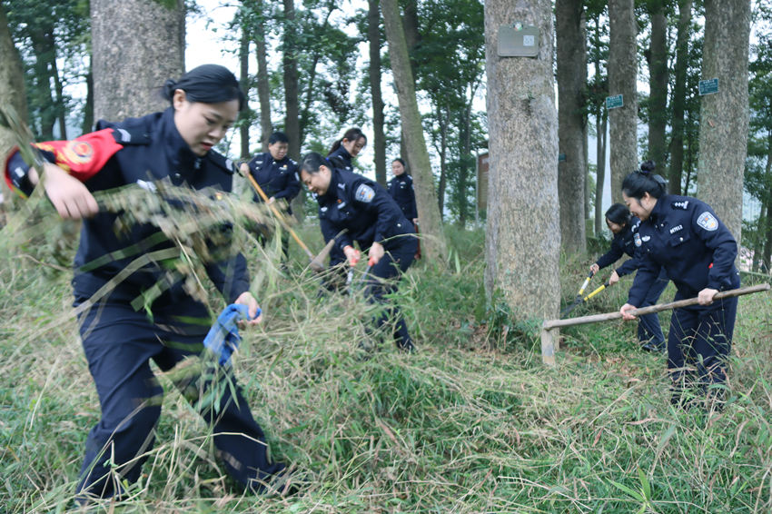 女警们在给古树除杂草。宜宾市森林警察支队供图