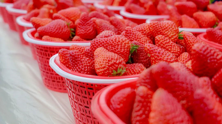 成熟的草莓。天府新區融媒體中心供圖