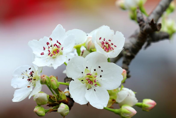 盛開的梨花。天府新區融媒體中心供圖