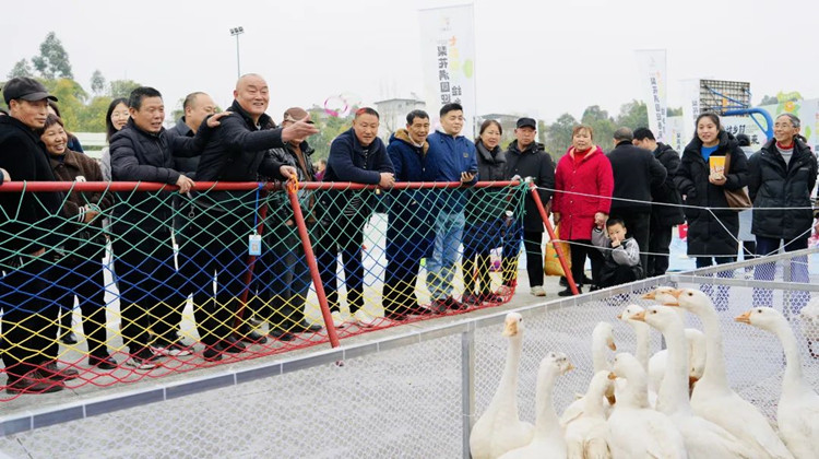 套鵝。天府新區融媒體中心供圖