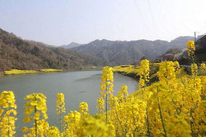 沙坝油菜花田。马发海供图