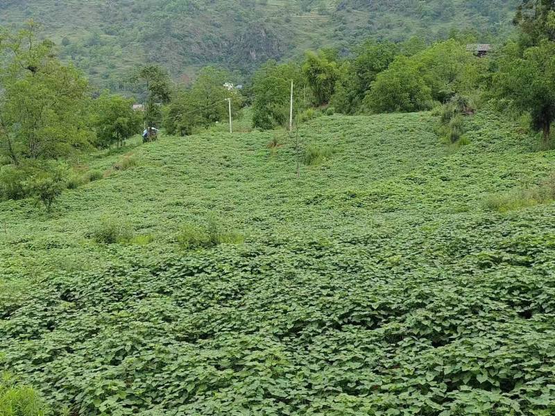 眉山村发展金荞麦种植产业。