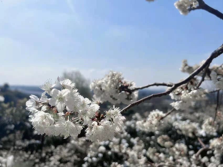 四川天府新区太平街道小堰村2000余亩樱桃花怒放枝头。韩明华供图