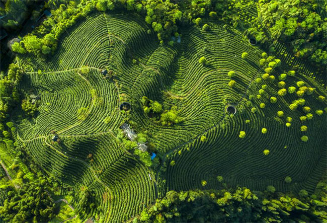 茶溪谷农场。都江堰市委统战部供图