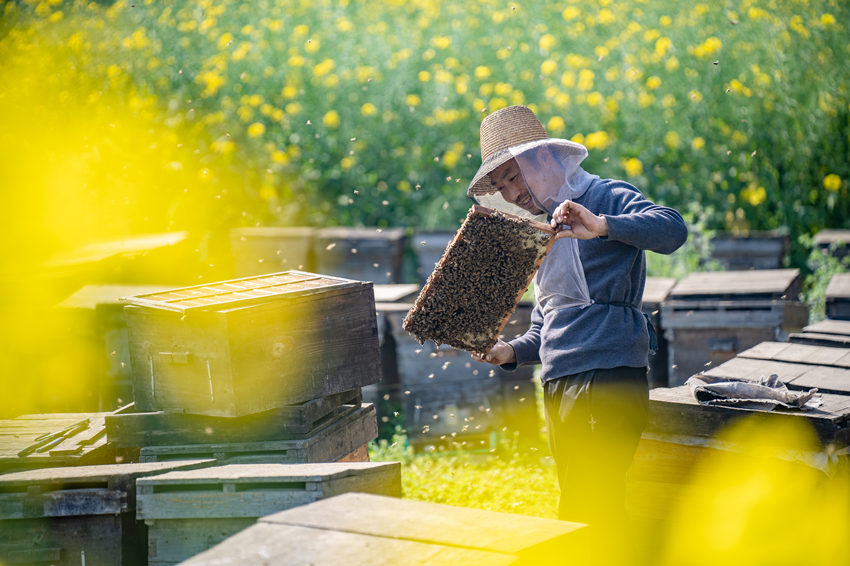万亩油菜花盛开，养蜂人追花逐蜜忙。翁光建摄