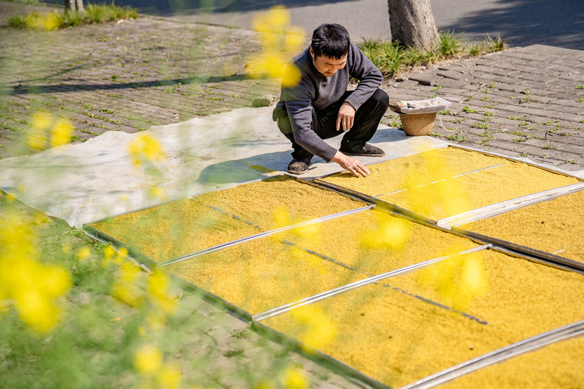 万亩油菜花盛开，养蜂人追花逐蜜忙。翁光建摄