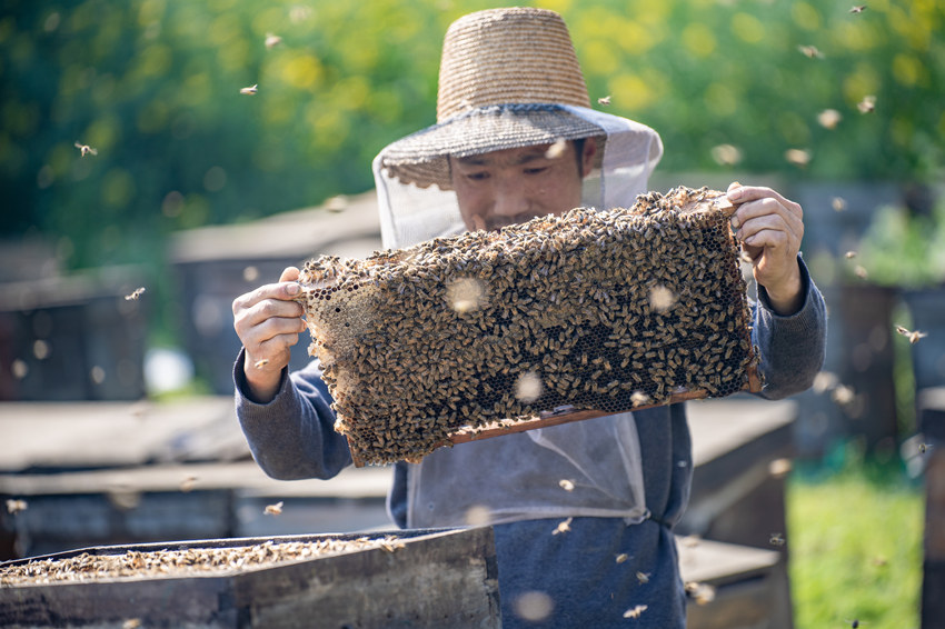 万亩油菜花盛开，养蜂人追花逐蜜忙。翁光建摄