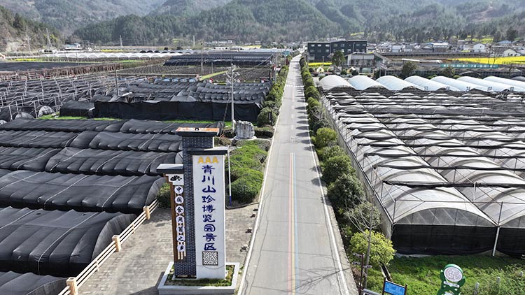青川县木鱼镇红旗社区卢家坝食用菌种植基地。青川县融媒体中心供图