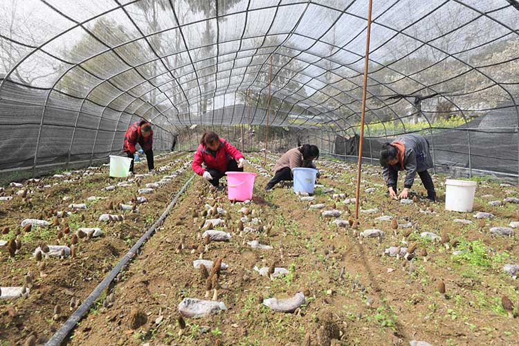 当地村民在基地采收羊肚菌。青川县融媒体中心供图