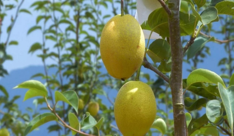 规模化种植红梨产业。美姑县委组织部供图