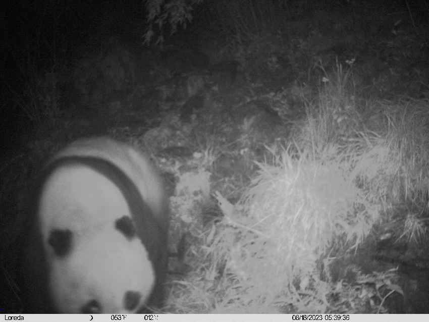 2023年8月18日紅外相機拍攝到的畫面。大熊貓國家公園唐家河片區供圖