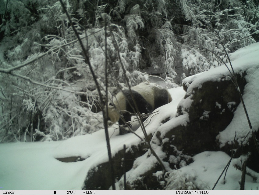 2024年1月21日紅外相機拍攝到的畫面。大熊貓國家公園唐家河片區供圖
