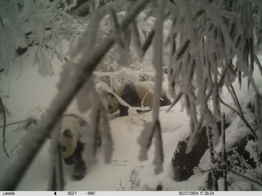 2024年2月27日紅外相機拍攝到的畫面。大熊貓國家公園唐家河片區供圖
