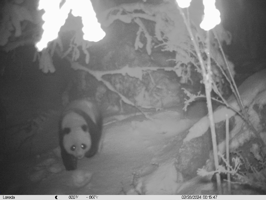 2024年2月28日红外相机拍摄到的画面。大熊猫国家公园唐家河片区供图