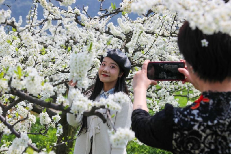 游客在李花丛中打卡拍照。宣汉县委宣传部供图