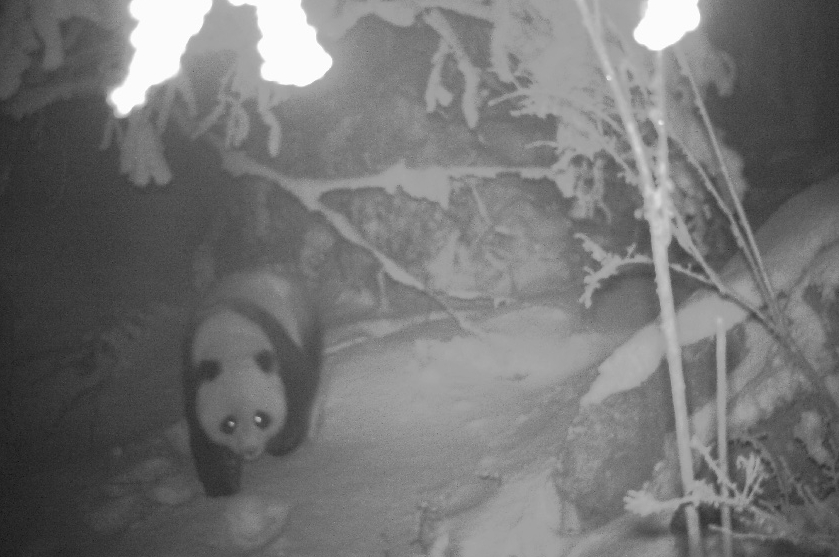 大熊猫国家公园大白包区域首次捕捉到熊猫母子同框画面