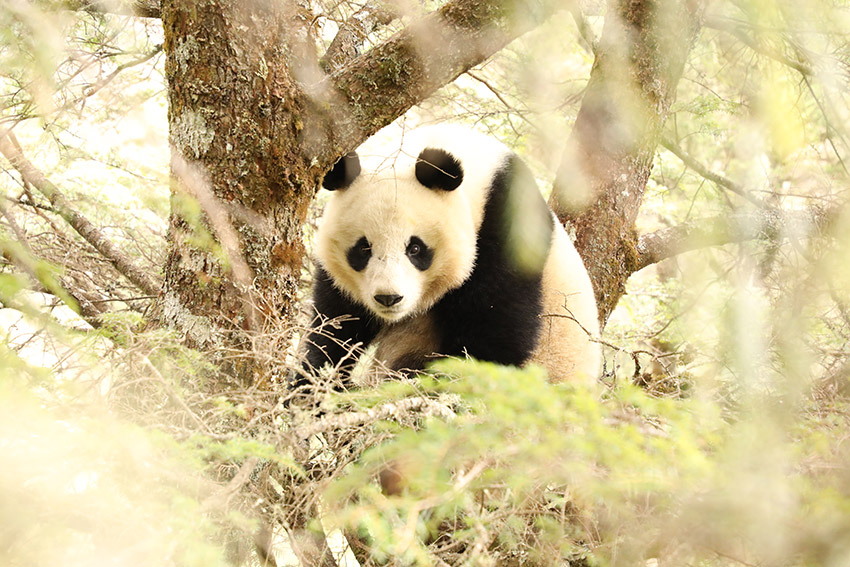 公益海区域巡护拍摄到的大熊猫。大熊猫国家公园石棉县管护总站供图
