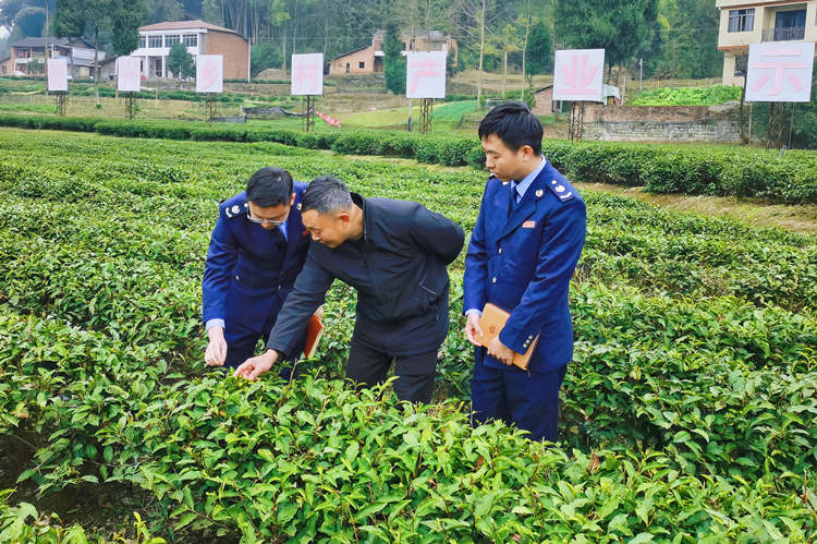 税务干部在茶园里面了解茶叶生长情况。达州市税务局供图