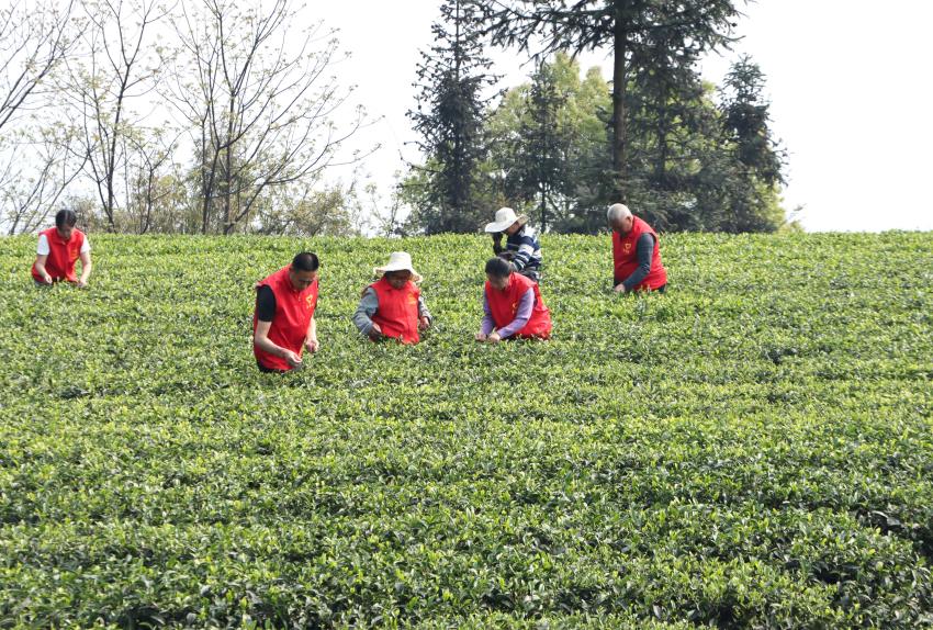 “黨員志願服務隊”正在幫助茶農摘茶。陳小芳供圖