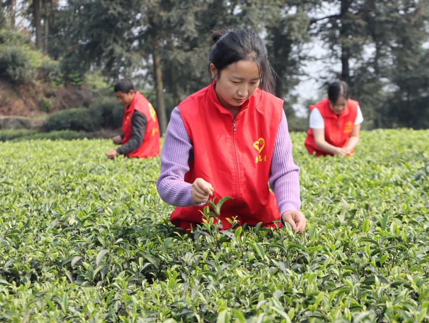 “党员志愿服务队”正在帮助茶农摘茶。陈小芳供图