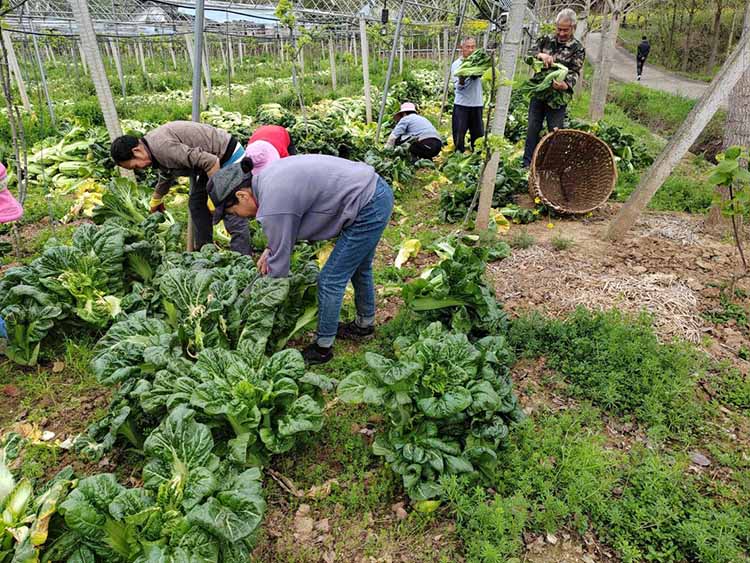 村民收割高菜。张苗摄