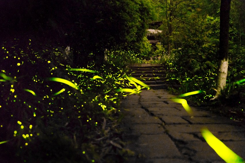 青神县中岩景区观萤区。肖邡供图