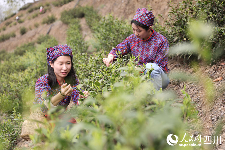 茶农采摘新鲜茶叶。高志农摄