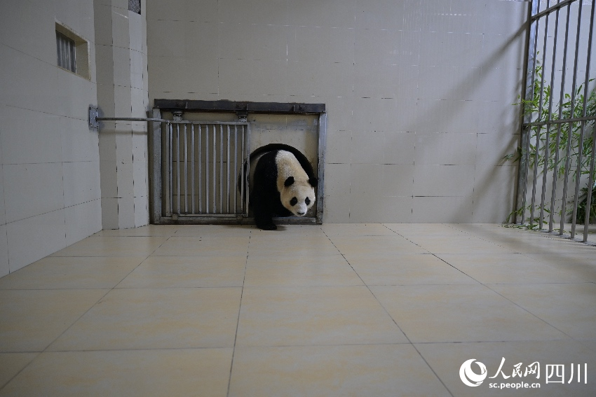 大熊貓“福寶”入住新家 。李傳有攝