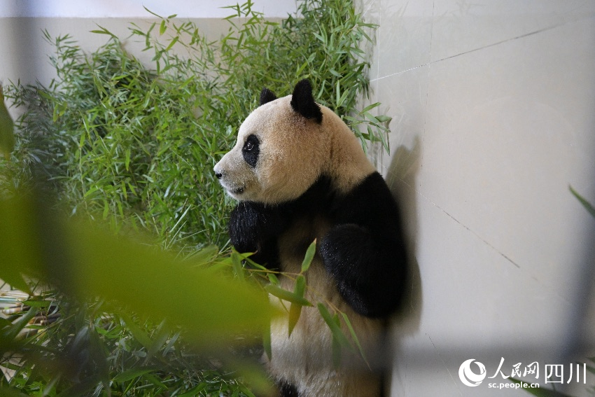 大熊貓“福寶”入住新家。李傳有攝