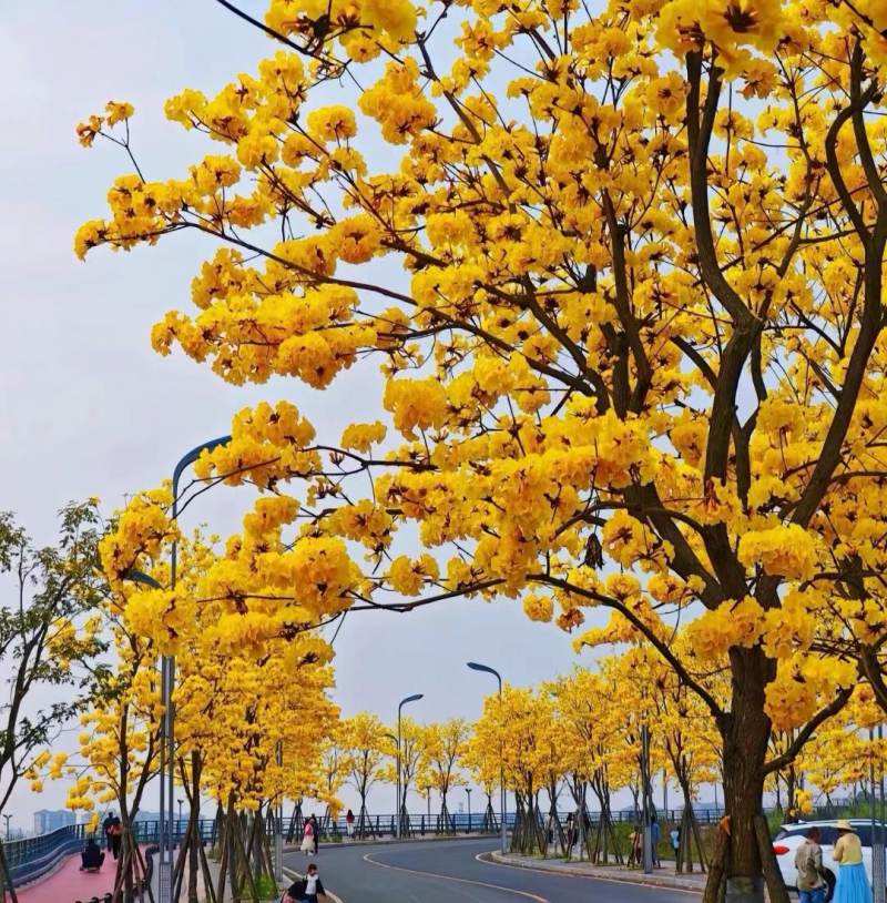 黄花风铃木花迎春绽放。泸州江南科技产业园供图
