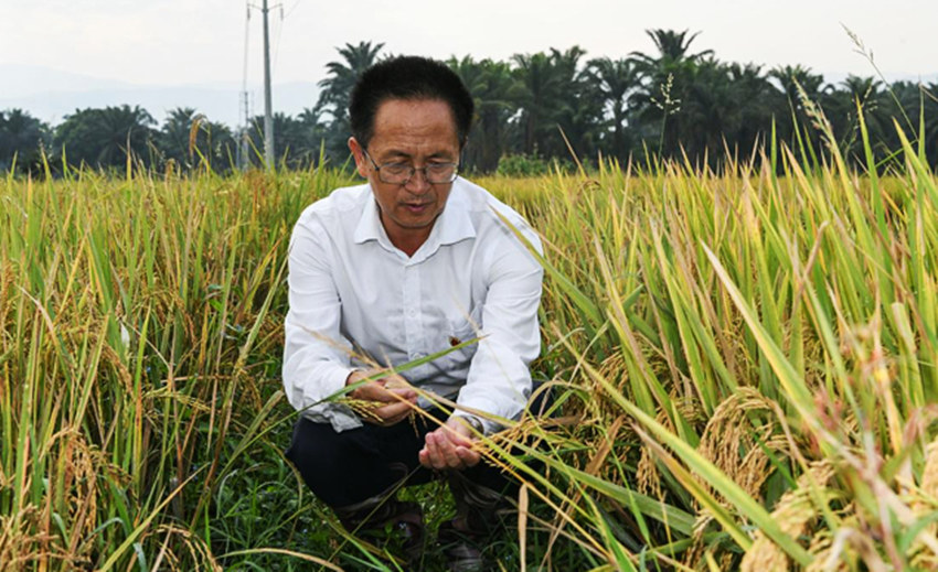 在布隆迪布班扎省基航加縣，中國援布農業專家組組長楊華德在田間查看雜交水稻（右）和當地水稻。受訪者供圖