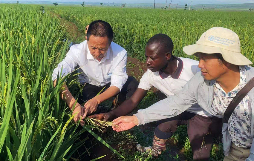 楊華德（左一）在田間為學員講解水稻種植技術要點。受訪者供圖