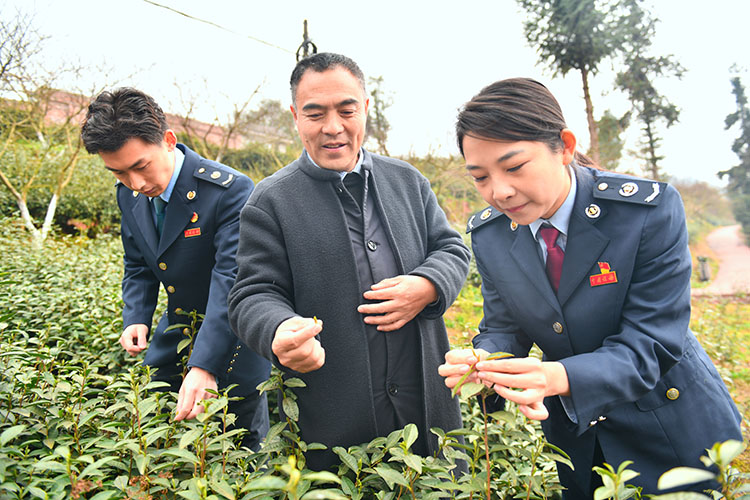 茶叶公司负责人正在为税务干部介绍梅岭茶山茶叶长势。四川省税务局供图