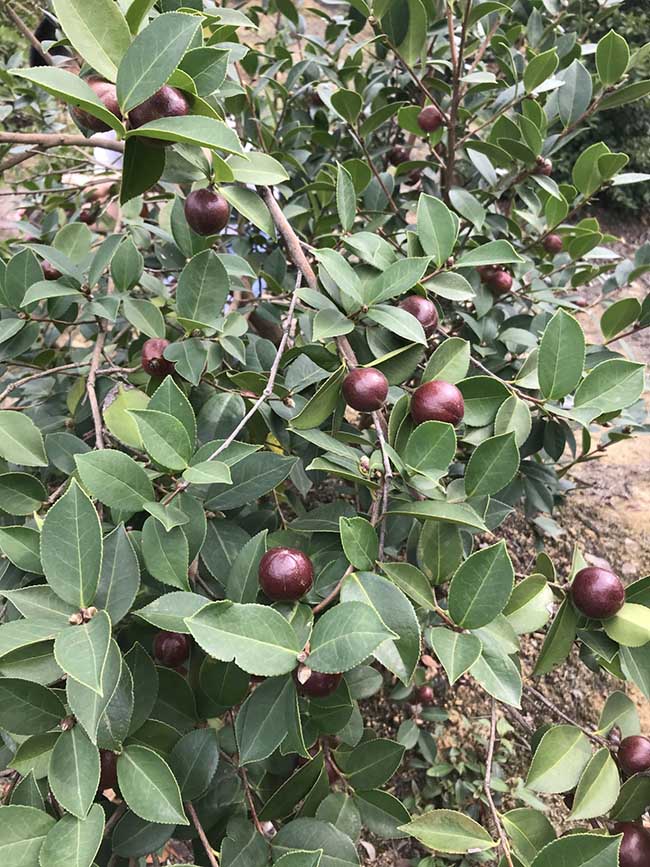 荣县油茶。曾礼婷供图