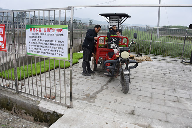 秧苗搬运。荣县融媒体中心供图