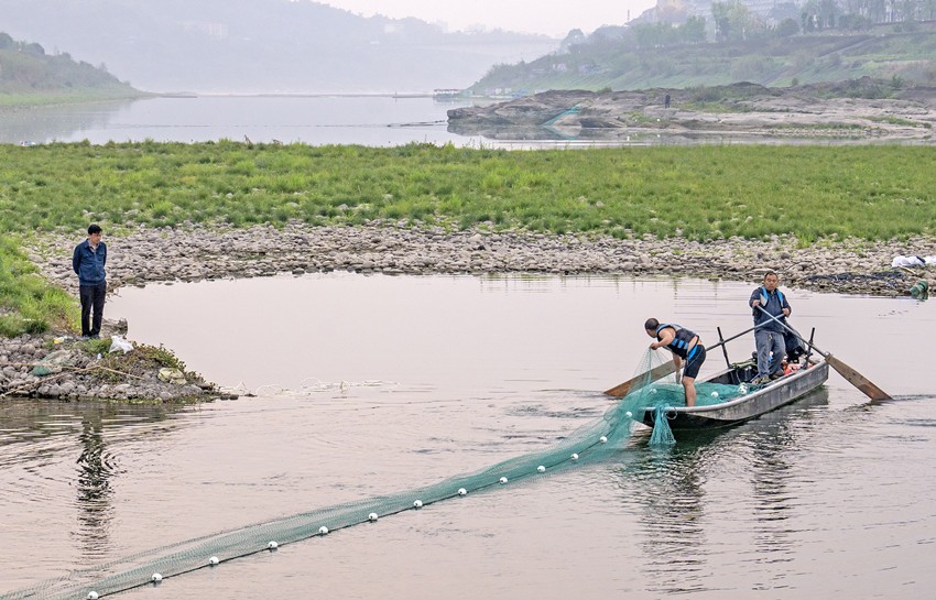 3月14日，工作人员在长江鲟天然水域繁殖试验场为产卵场铺设拦网。寇睿摄 江安县融媒中心提供