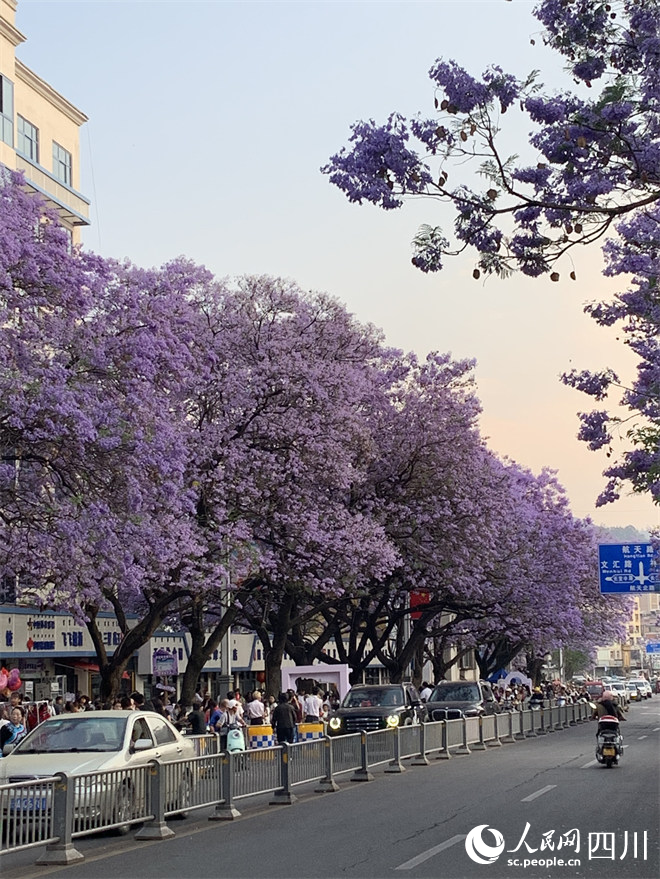 紫色花海装扮街头巷尾。人民网 罗昱摄
