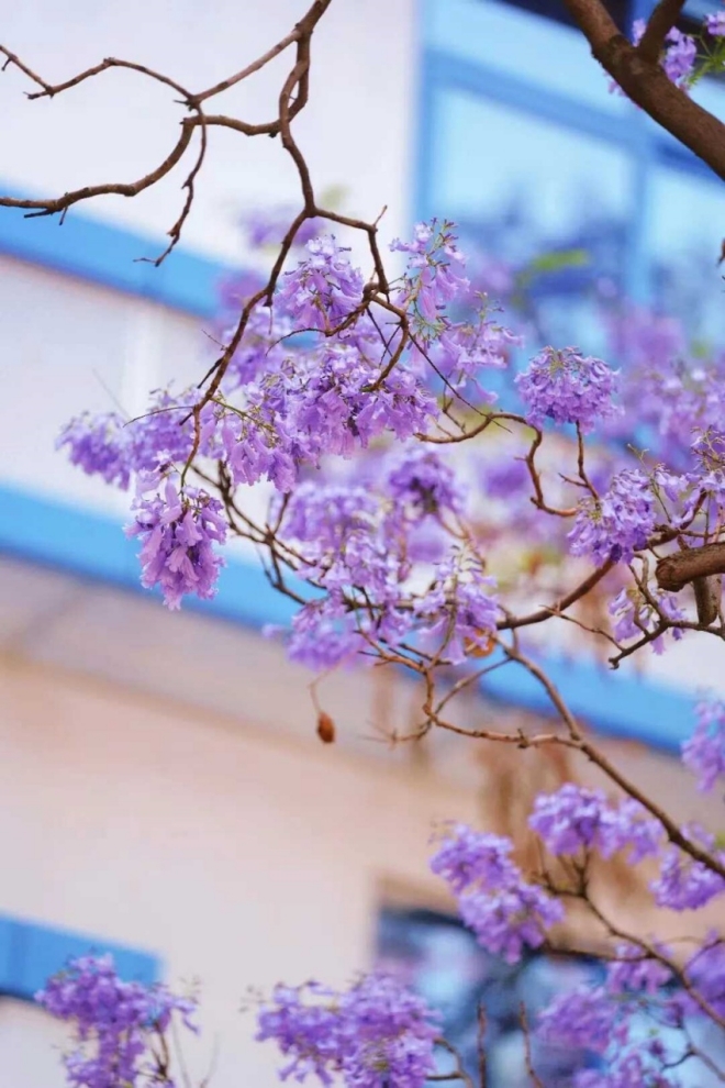 蓝花楹让这座城市充斥着春季的浪漫与温柔。凉山文旅供图