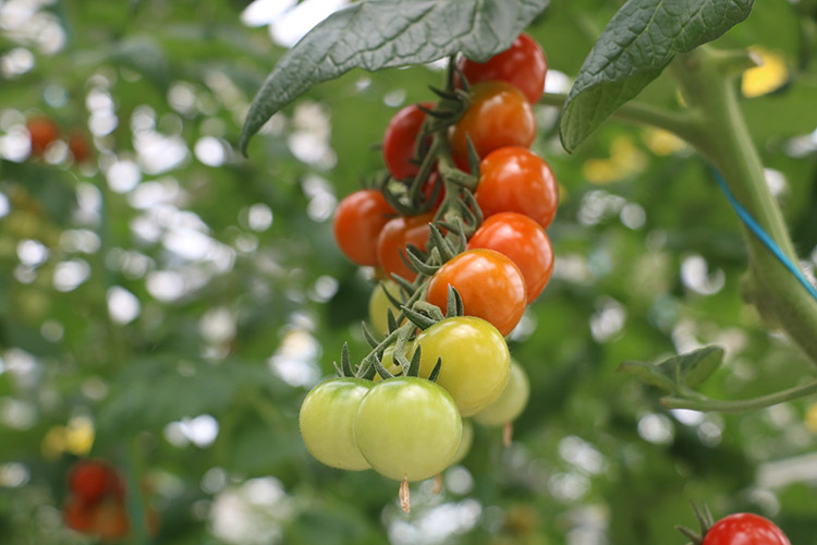 成熟的小番茄。成都市天府糧倉國家現代農業產業園供圖