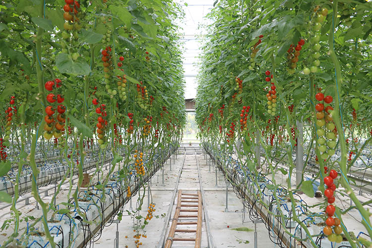 園區的番茄。成都市天府糧倉國家現代農業產業園供圖