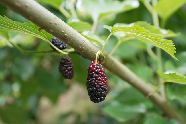 紫红相间的桑葚。徐振宇供图