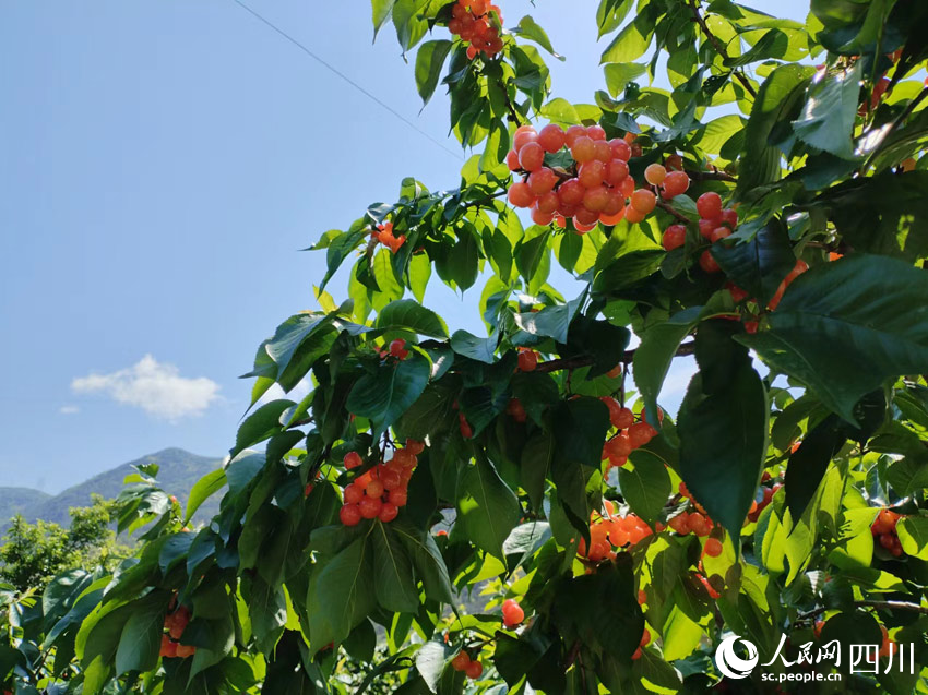 满山红樱桃，乡村振兴苗。人民网记者 刘海天摄