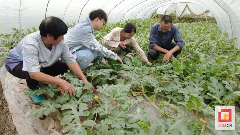 6t体育【自贡果蔬派】13万亩九洪西瓜长势良好 “五一”节前后可望上市(图2)