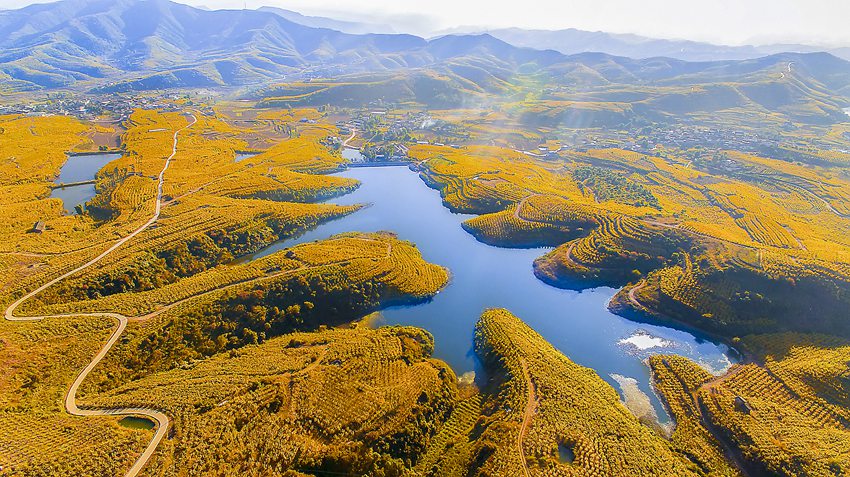 会理万亩石榴基地秋景。周能发供图