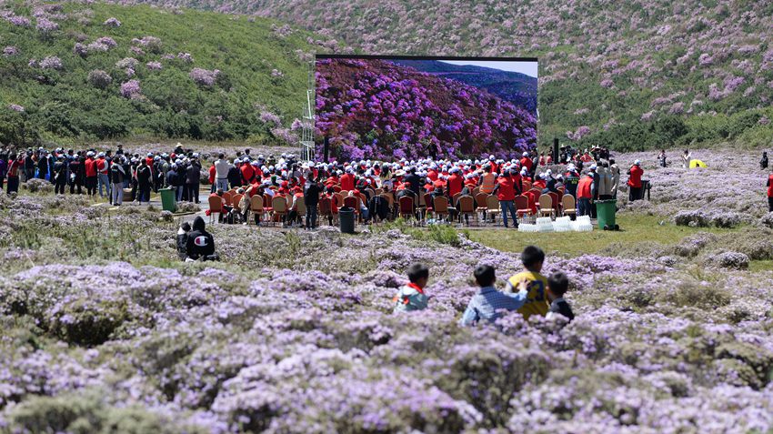 2024清凉凉山·昭觉索玛花季暨骑遍四川·昭觉谷克德索玛花自行车公开赛新闻发布会现场。凉山州委宣传部供图