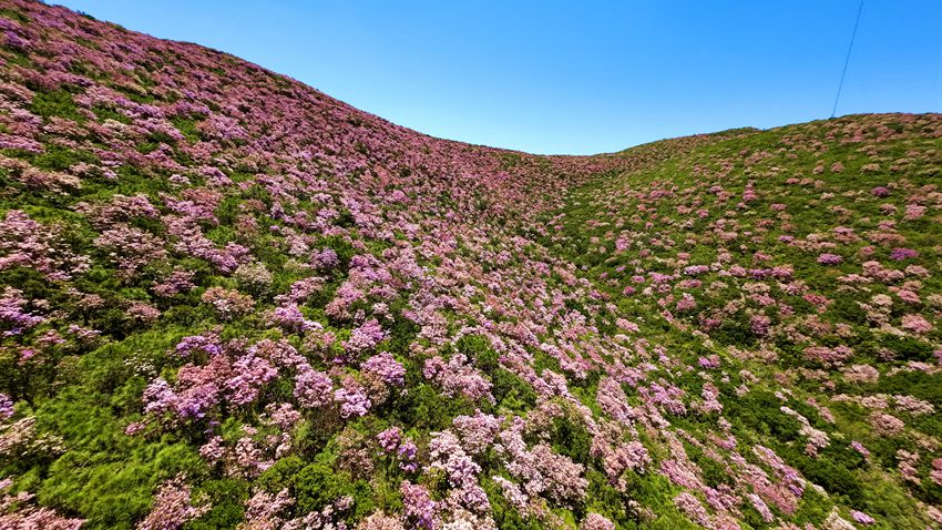 漫山遍野的索玛花。凉山州委宣传部供图