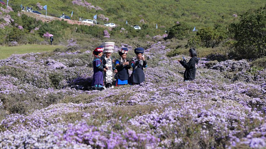 游客赏花。凉山州委宣传部供图
