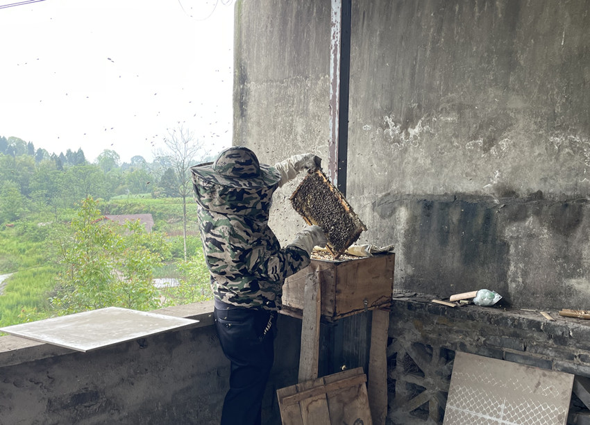 劉培新正在收集蜂蜜。遂寧市煙草專賣局供圖
